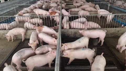 Nursery pigs in an open house farm