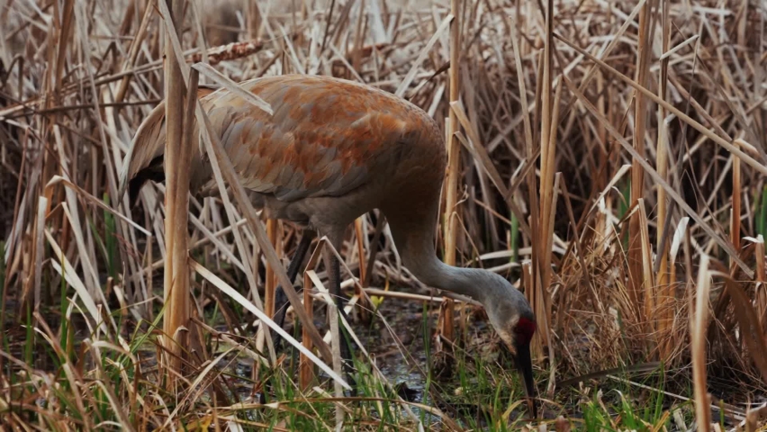 Sandhill crane pecking the ground with its