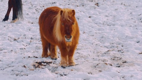 Miniature Brown Horse Standing In Snow