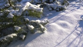 Closeup view 4k stock video footage of beautiful green pine tree branches covered with fresh fluffy white snow isolated on sunny sunset fresh white snow laying on ground background. Christmas season