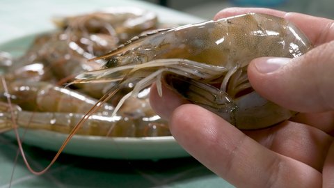 Fresh shrimps or heap raw prawns in hands. Gourmet healthy food, sea or ocean animal
