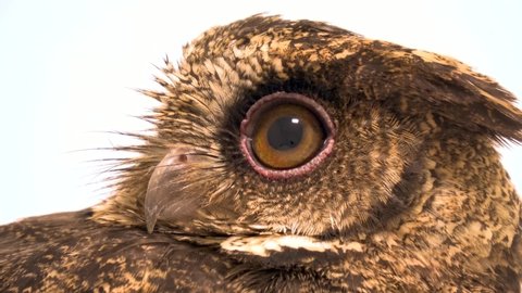  scops owls on white background 