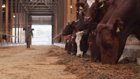 Low angle of brown and white cows wearing cattle tags in ears standing in stable in barn, feeding on hay, blurred unrecognizable farmer walking closer in distance