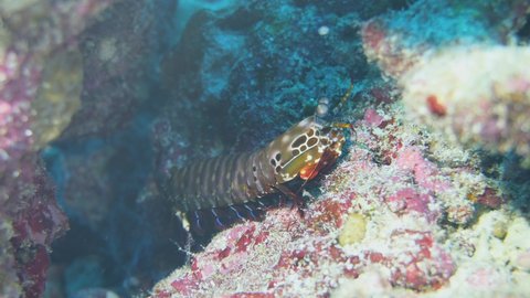 peacock mantis shrimp walking aroung the reef
