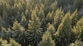 Flying over the tops of tall fir trees lit by the sun - Powered by Shutterstock - Get 15% off with code: PIKWIZARD15