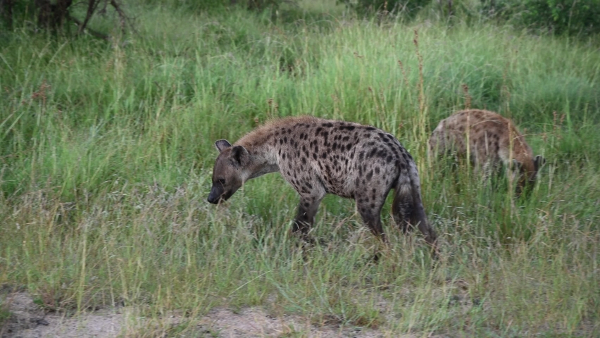 Two hyenas walking in grass