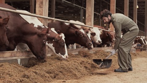 Full shot of male Caucasian farmer piling feed for brown and white cows with shovel in paddock, cattle eating
