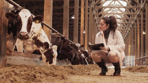 Long shot of young Mixed-Race female sanitary inspector wearing white medical gown, sitting in squat in cowshed, taking some cow feed, checking quality and taking notes, then reaching hand to animal