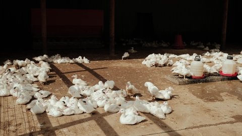 Close up view of Lot of white geese in farm yard in Countryside. The farming of ducks for meat, farming concept. Move camera
