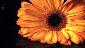 Super slow motion yellow gerbera flower will fall with water droplets. Filmed at 1000 fps.On a black background. - Powered by Shutterstock - Get 15% off with code: PIKWIZARD15