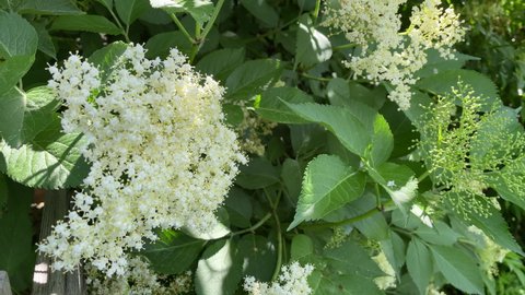 Flowering elder in a half schade on a sunny day in early summer