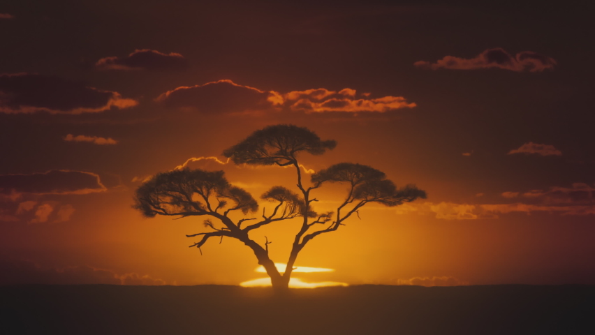 African sunset time lapse with big sun and acacia tree.
