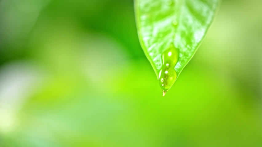 Super Slow Motion Macro Shot of Water Droplet Falling from Fresh Green Leaf at 1000fps. Royalty-Free Stock Footage #1074331196