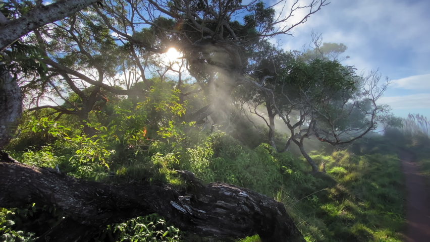 Beautiful sunlight coming through forest fog. Sun rays shining between trees branches in morning mist. Cinematic light in mystery cloud at high mountain jungles of Na Pali nature, Kauai island, Hawaii