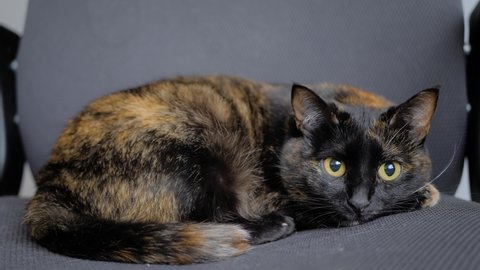 pic Cat Moving Head Side To Side shutterstock