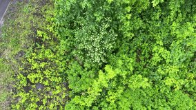 Service car with worker in the park, aerial view to the company car on the road among the trees, 4k video footage