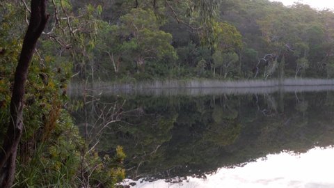 18 Naree budjong djara national park Stock Video Footage 4K and HD