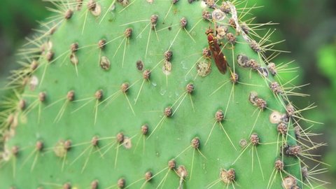 yellow paper wasp climbs cactus and flies away, bug macro detail, Galapagos