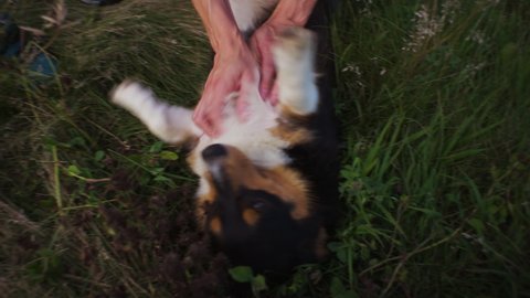 Raymond , Nebraska , United States - 07 29 2019: Farm dog getting belly rub at local farm