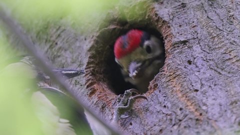 BIRDS - Great spotted woodpecker male feeds young in nest hole in tree, close up