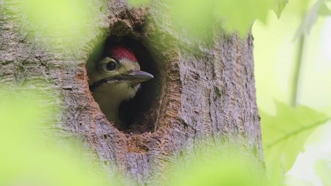 BIRDS - Great spotted woodpecker chick peeks out from nest hole in tree