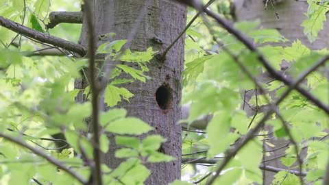 BIRDS - Great spotted woodpecker chick peeks out from hole in tree, wide shot