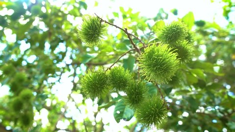 Freshness green Rambutan fruit in agriculture garden , slow motion video shot.