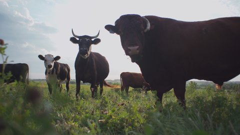 Raymond , Nebraska , United States - 07 30 2019: Bull standing in grass at local farm