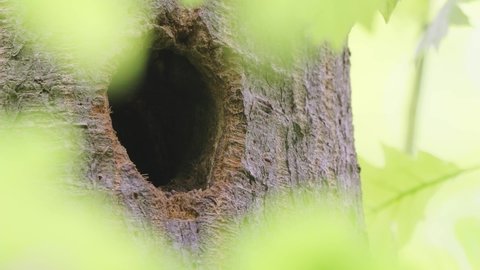 BIRDS - Great spotted woodpecker seen in nest hole in tree, close up