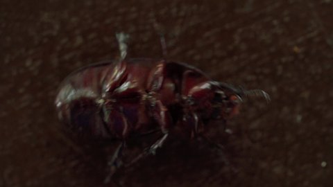 The underside of a Coconut beetle (Asiatic Rhinoceros beetle ) on brown wooden table.