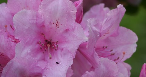 Rhododendron catawbiense known as Catawba rosebay, Catawba rhododendron, mountain rosebay, purple ivy,purple laurel,purple rhododendron,red laurel, rosebay,rosebay laurel.