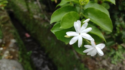Jasmine flower with green leaves in the garden. flowers and leaves blowing in the breeze with a small river in the background with flowing water. close-up flower shoot
