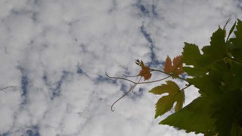 Grape curling tendrils and fresh leaves on background of white clouds in blue sky. Vineyard in summertime