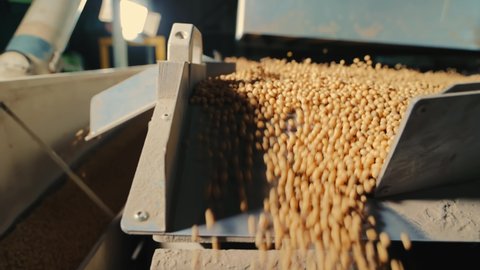 Industrial processing of soybeans. Cleaning for further storage of soybeans.
