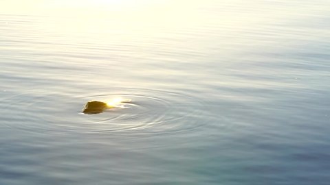 Sun sparkles on surface of lake water at morning sunrise in slow motion