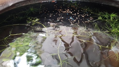 Feeding the guppies fish with small pellets food.