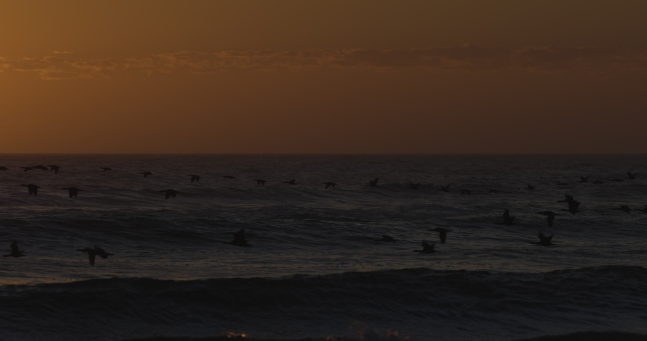Spectacular sunset view of a large group of Cape Cormorants flying over the Atlantic ocean in slow motion