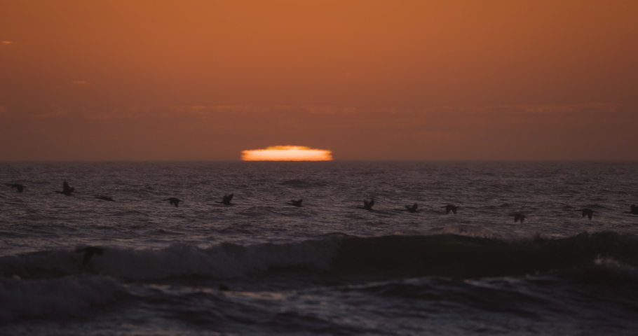 Spectacular sunset view of a large group of Cape Cormorants flying over the Atlantic ocean in slow motion