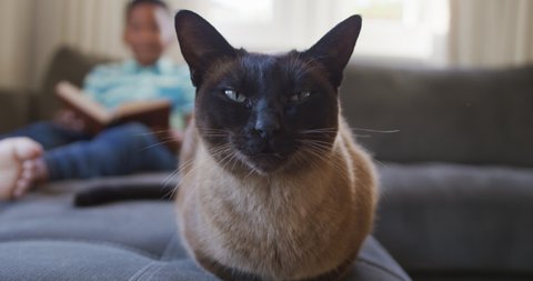 Happy siamese cat sitting on sofa, with african american boy sitting reading book in background. spending free time at home.