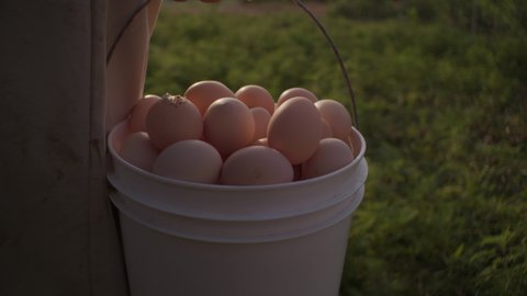 Raymond , Nebraska , United States - 07 30 2019: Farmer holding bucket of fresh chicken eggs at local farm