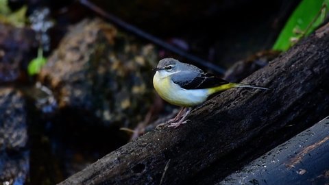 Grey Wagtail, Motacilla cinerea, Doi Inthanon, Chian Mai, Thailand; perched on a fallen log at the stream wagging its tail and longing around while water flows at the background during a cold day.
