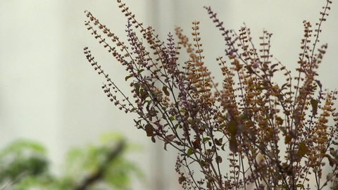 Tulsi Ocimum Herb Plant Seeds Grown Plenty, Still Shot 1080HD