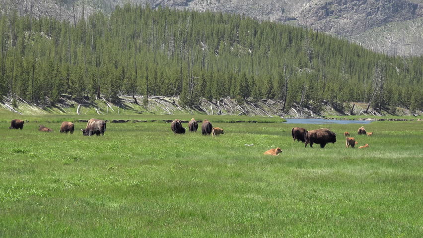 YELLOWSTONE, WYOMING - JUN 2015: Bison herd wildlife meadow river Yellowstone Park 4K. 3 million visitors come to Yellowstone as tourists. Geysers, hot pots and springs, lakes, river and Old Faithful.