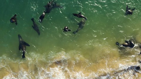 Spectacular aerial close-up view of Cape fur seals playing and frolicking in the shallow water