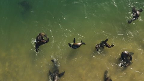 Spectacular aerial close-up view of Cape fur seals playing and frolicking in the shallow water
