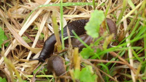 Slug overpopulation Attack in Europe by The horticultural pest Spanish roundback slug is opening its and Moves.scientific name Arion vulgaris Arion lusitanicus