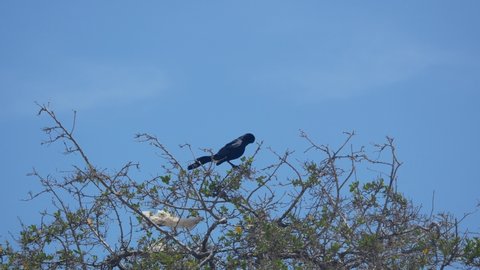 The Great-Tailed Grackle or Mexican Grackle (Quiscalus mexicanus), a Black Bird Singing on the Tree in a Sunny Day