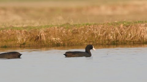 full shot of Eurasian or common coot or Australian coot or Fulica atra floating in golden hour light at keoladeo ghana national park or bharatpur bird sanctuary rajasthan india