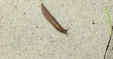 Brown homeless slug snail crawling slowly on concrete pavement close up top view real time no people