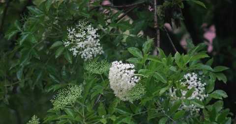 Elder flower bush moving in the summer rain close up telephoto shot real time no people